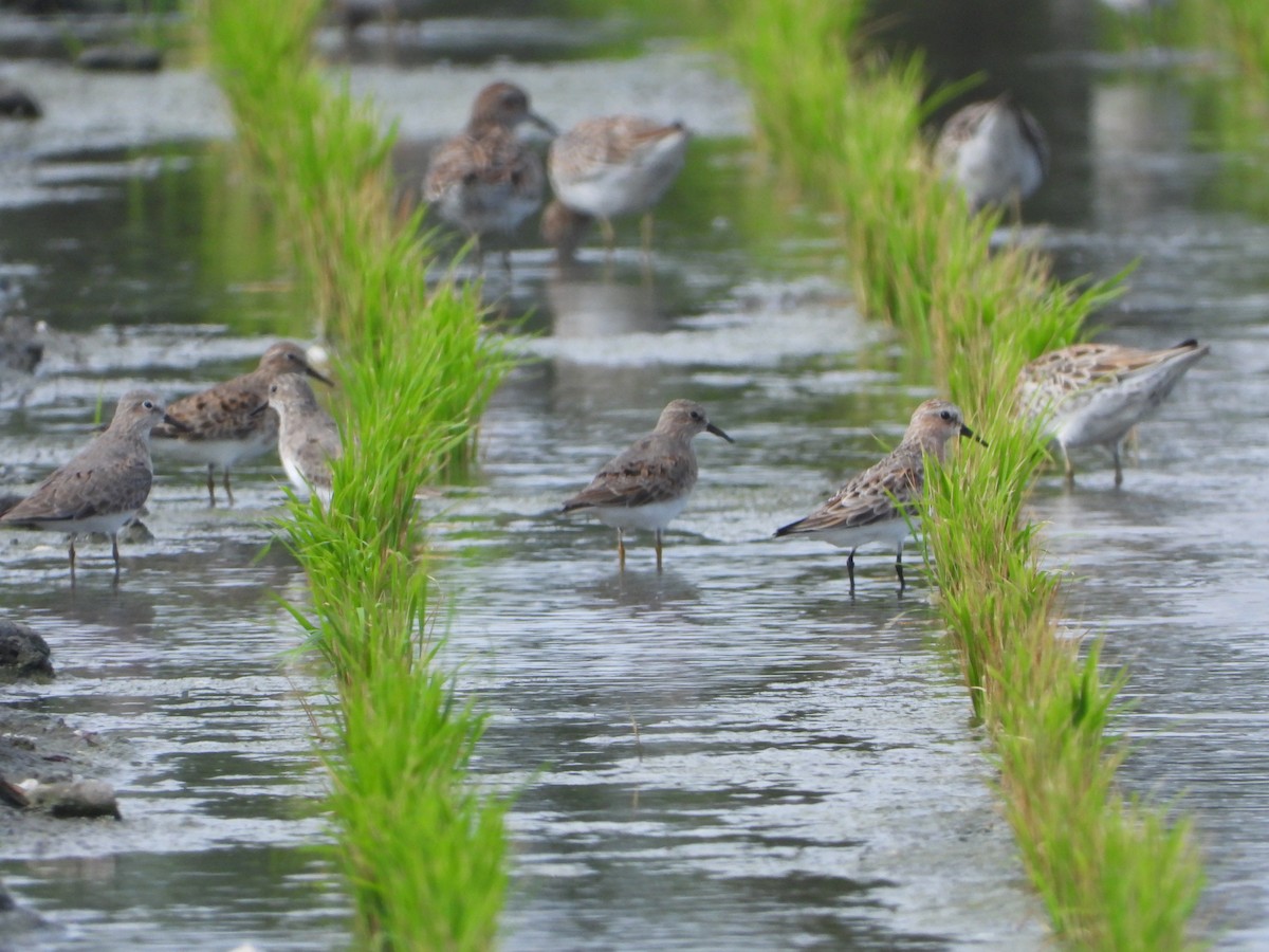 Temminck's Stint - HsuehHung Chang