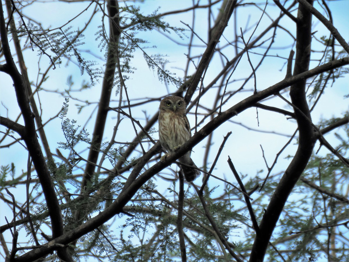 Peruvian Pygmy-Owl - ML612688162
