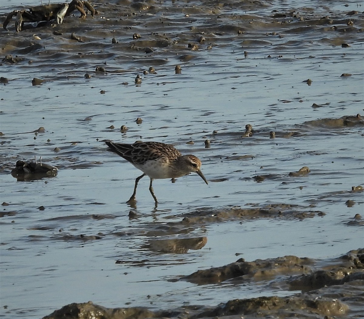 Sharp-tailed Sandpiper - ML612688243