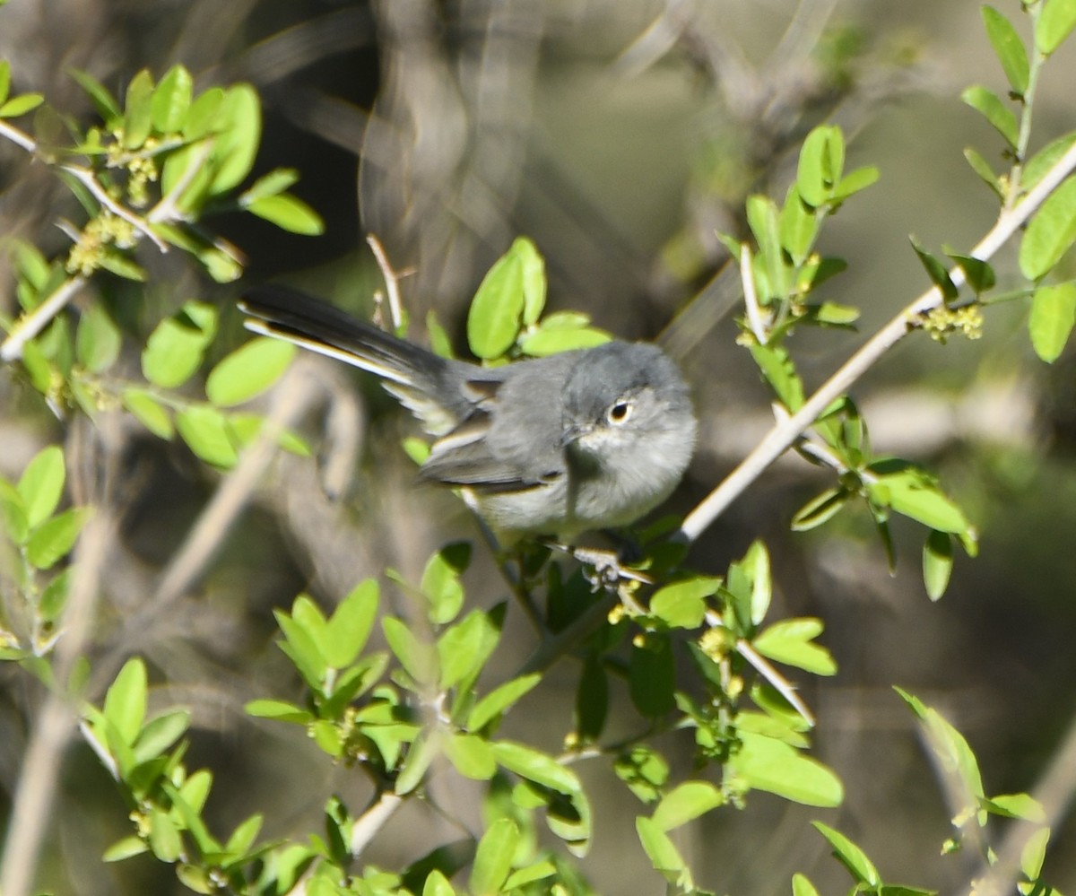 Blue-gray Gnatcatcher - Leonardo Guzmán (Kingfisher Birdwatching Nuevo León)