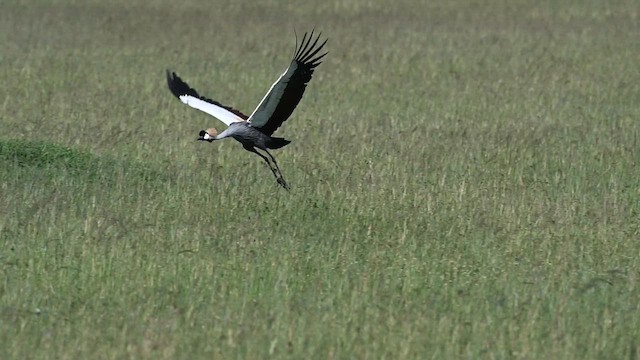 Gray Crowned-Crane - ML612688410