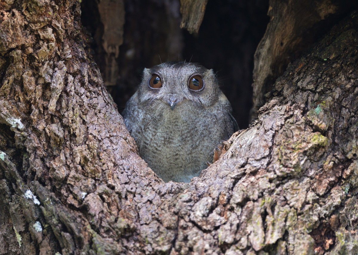Australian Owlet-nightjar - ML612688464