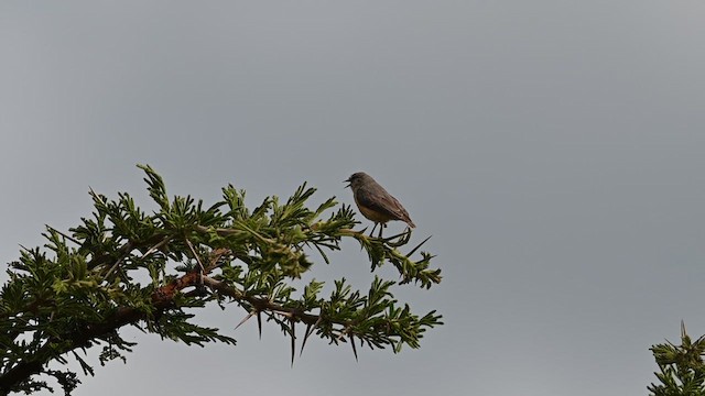 African Penduline-Tit - ML612688479