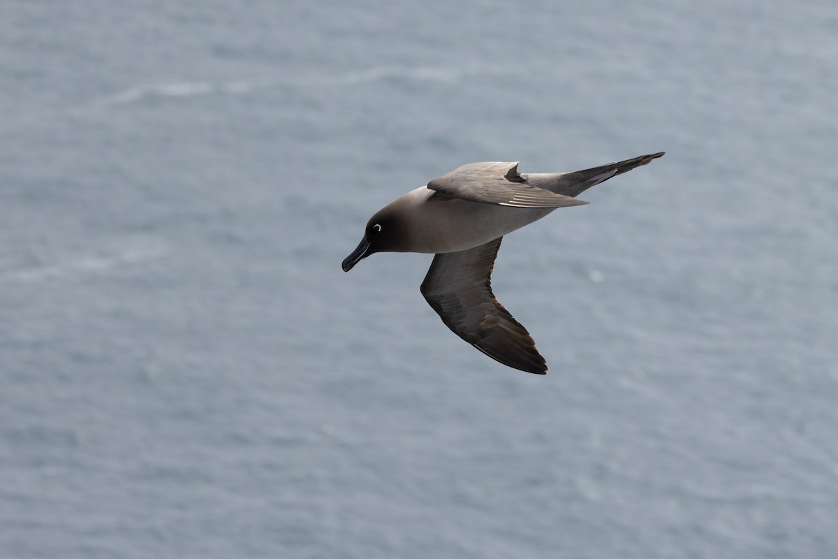 Light-mantled Albatross - ML612688708