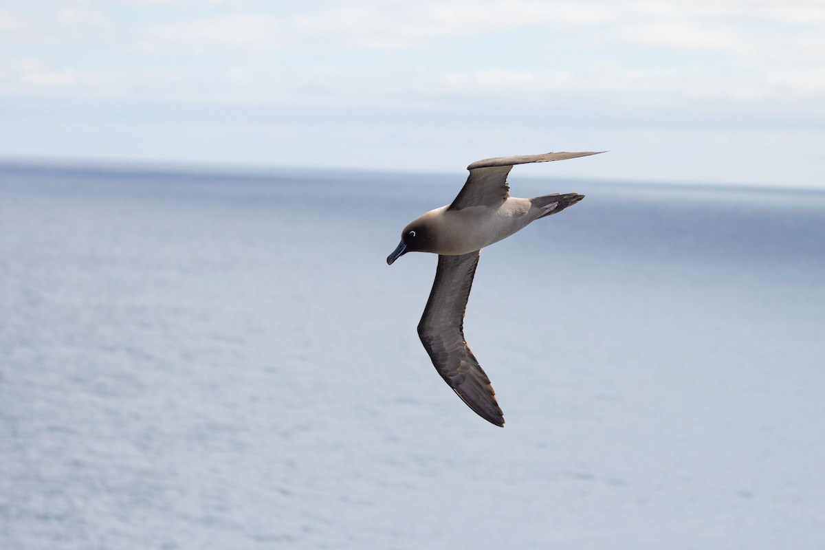 Light-mantled Albatross - ML612688709