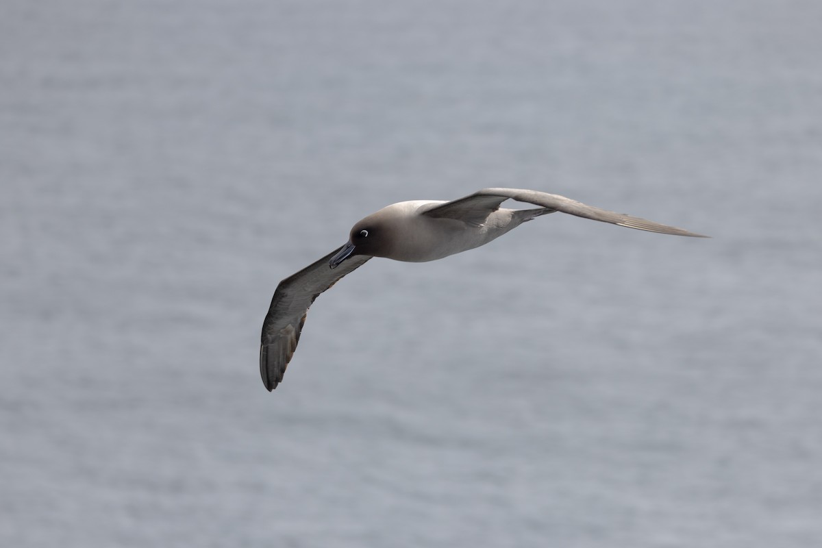 albatros světlehřbetý - ML612688711