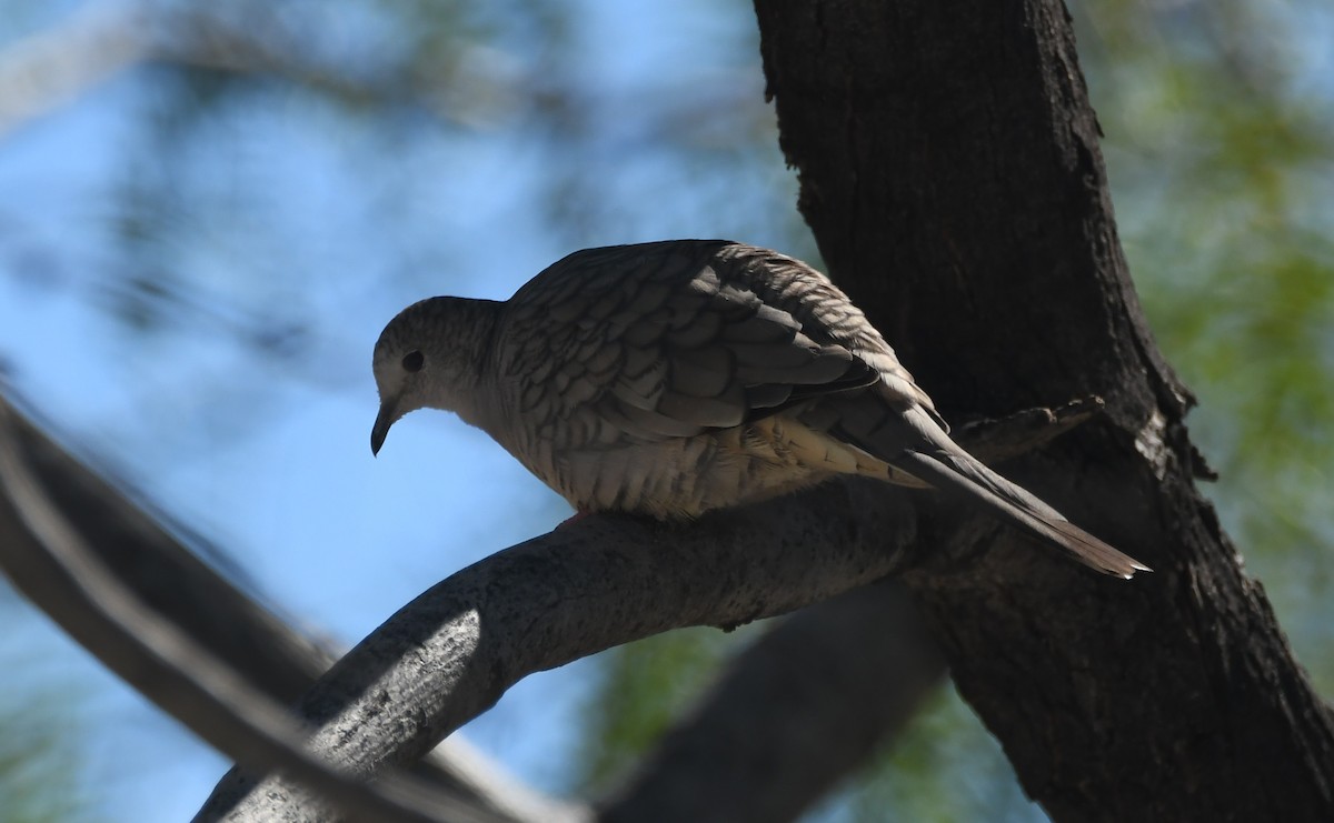 Inca Dove - Leonardo Guzmán (Kingfisher Birdwatching Nuevo León)