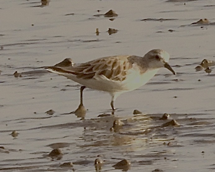 Red-necked Stint - Sally Hill