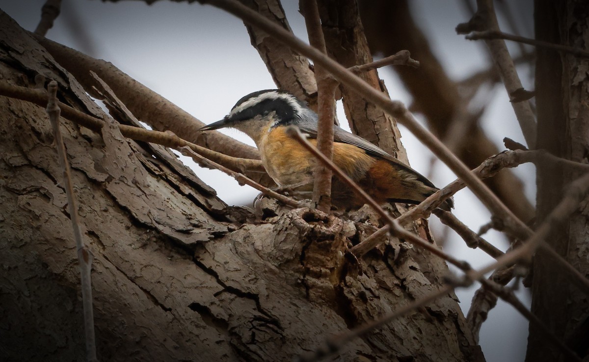 Red-breasted Nuthatch - ML612688936