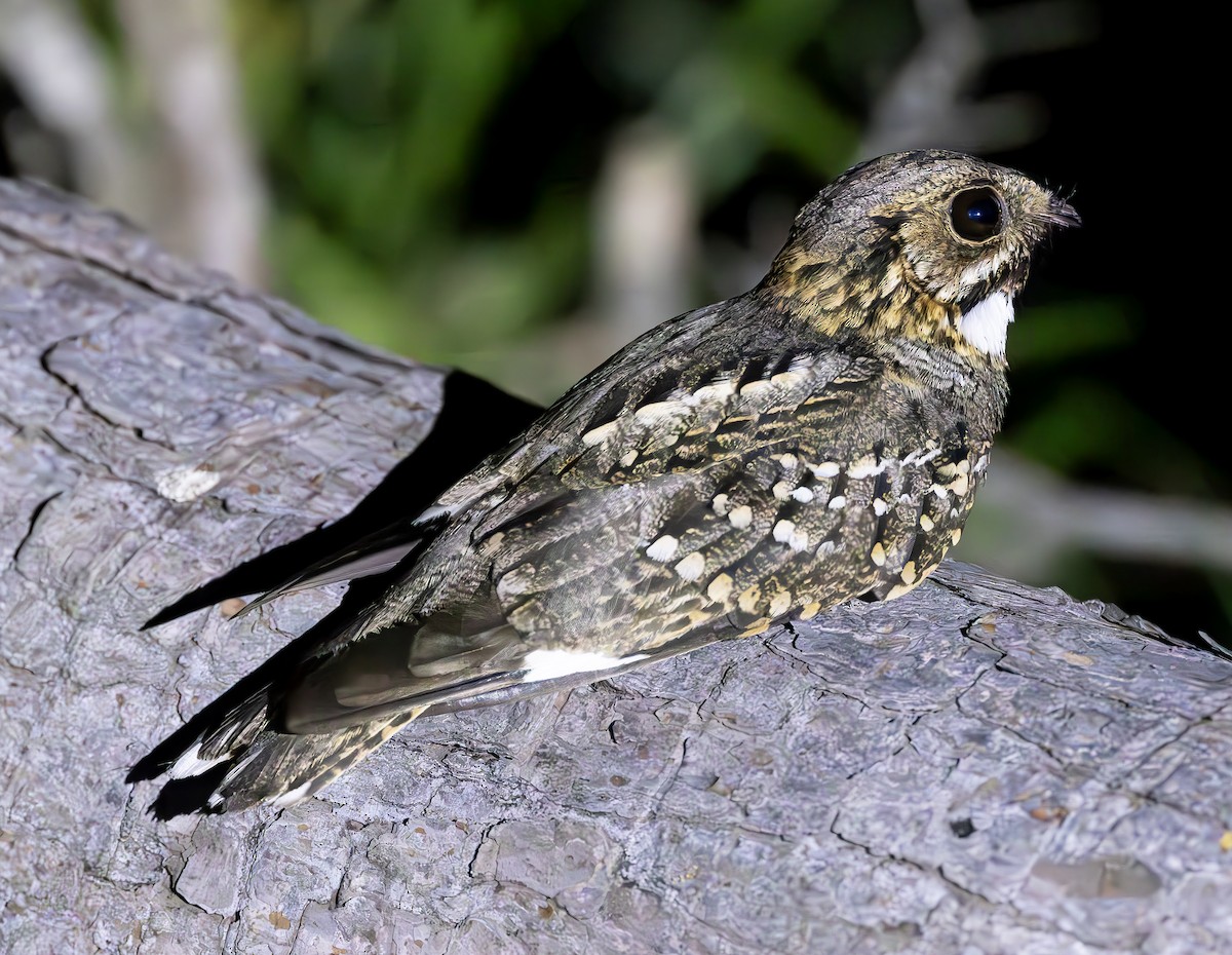 Little Nightjar - ML612688949