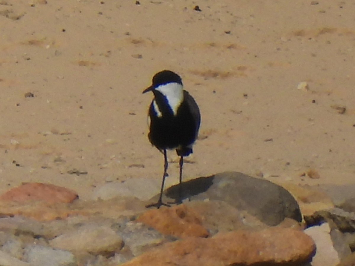 Spur-winged Lapwing - ML612688959