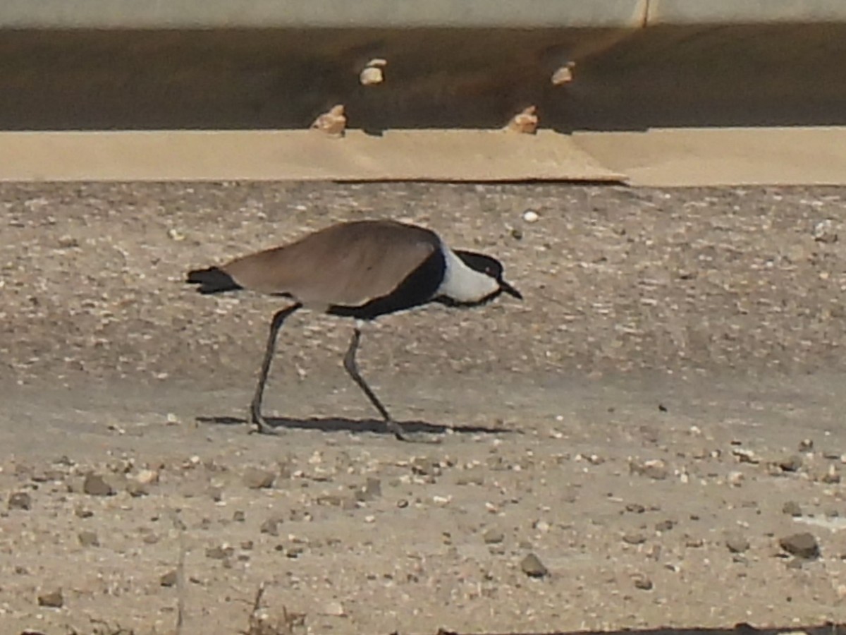 Spur-winged Lapwing - ML612688960