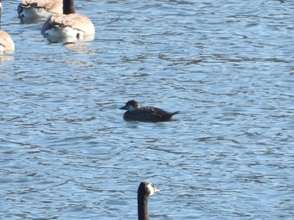 Black Scoter - ML612688984