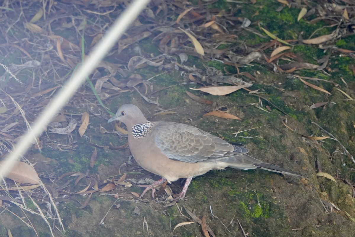 Spotted Dove - ML612689037