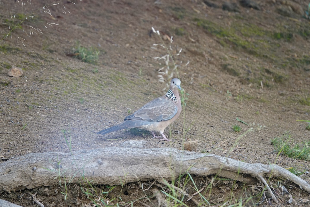 Spotted Dove - ML612689038