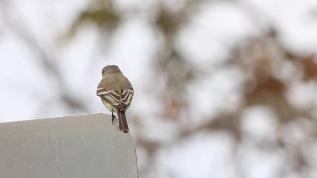 Gray Flycatcher - ML612689042