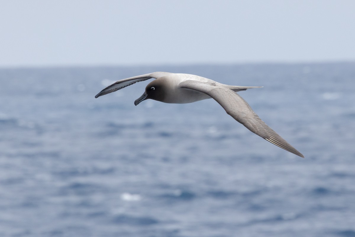 albatros světlehřbetý - ML612689103