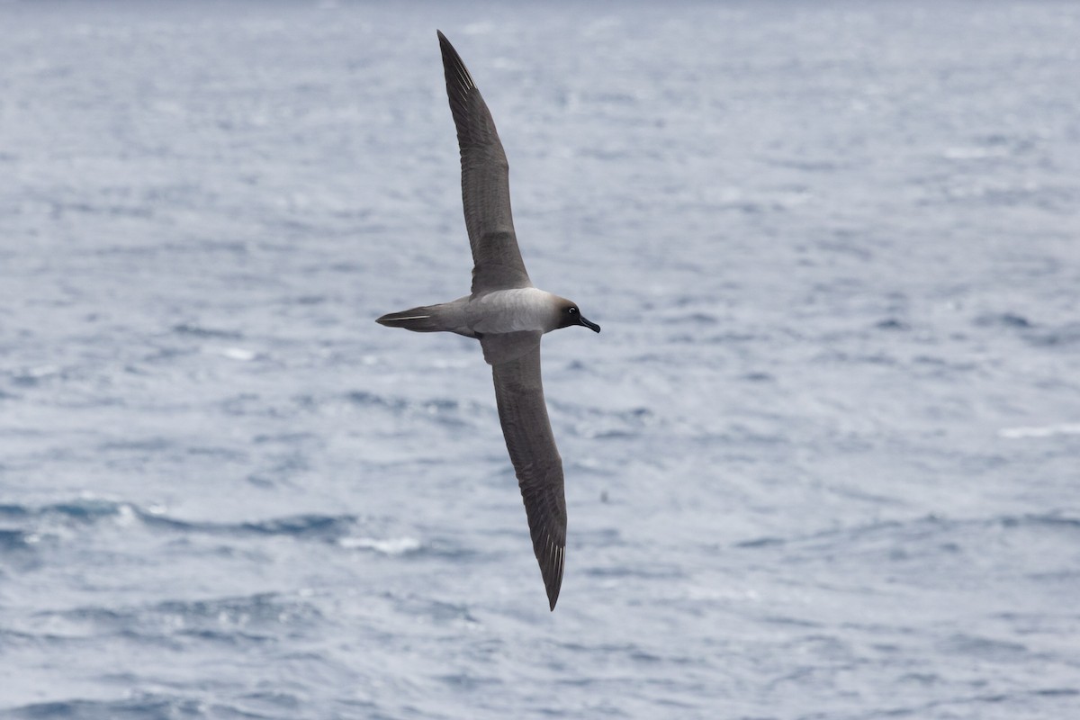 albatros světlehřbetý - ML612689105