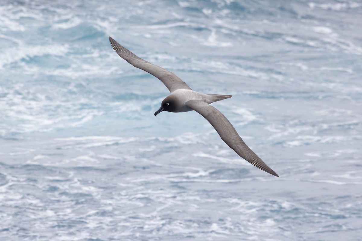 albatros světlehřbetý - ML612689110