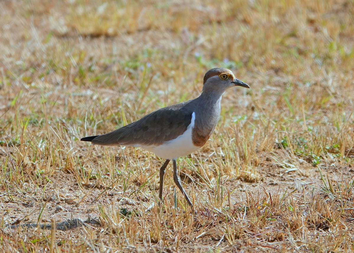 Brown-chested Lapwing - ML612689254
