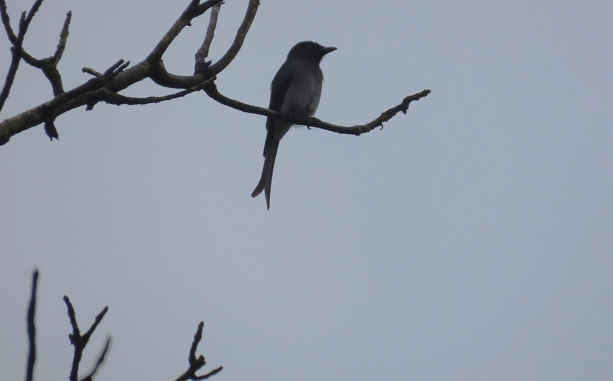 Drongo à ventre blanc - ML612689284