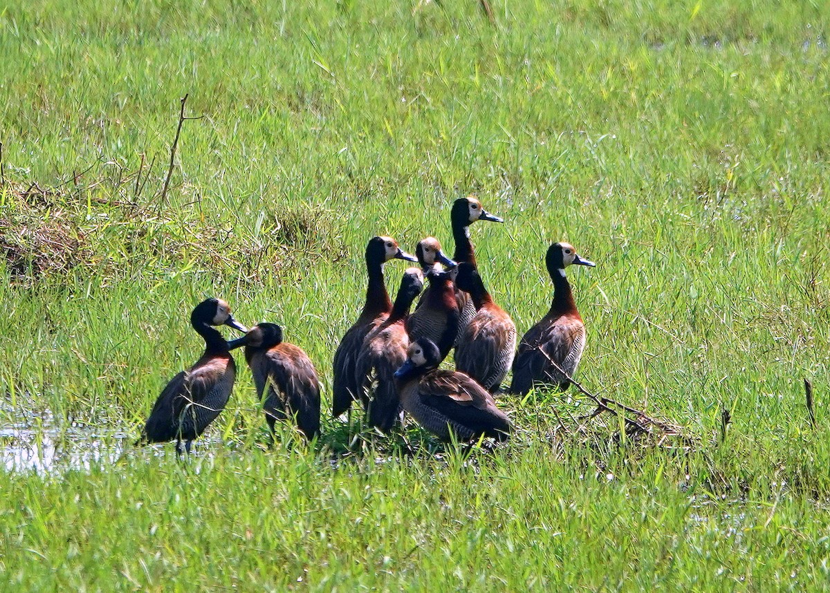 White-faced Whistling-Duck - ML612689286