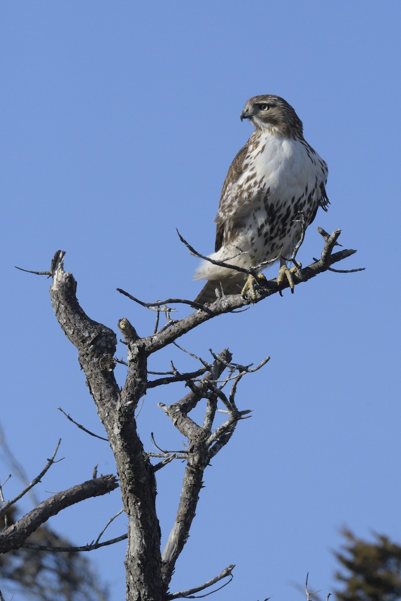 Red-tailed Hawk - ML612689358