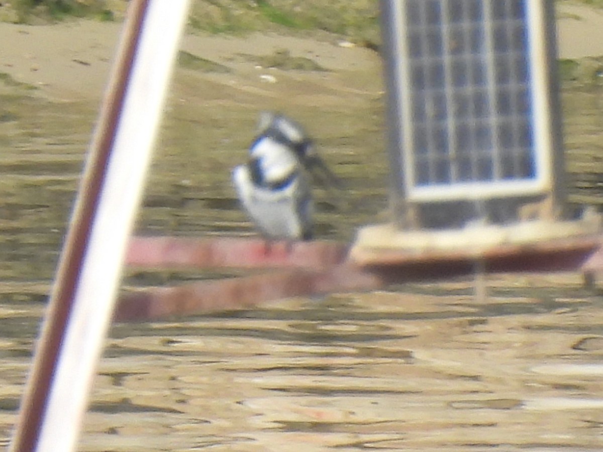 Pied Kingfisher - ML612689396