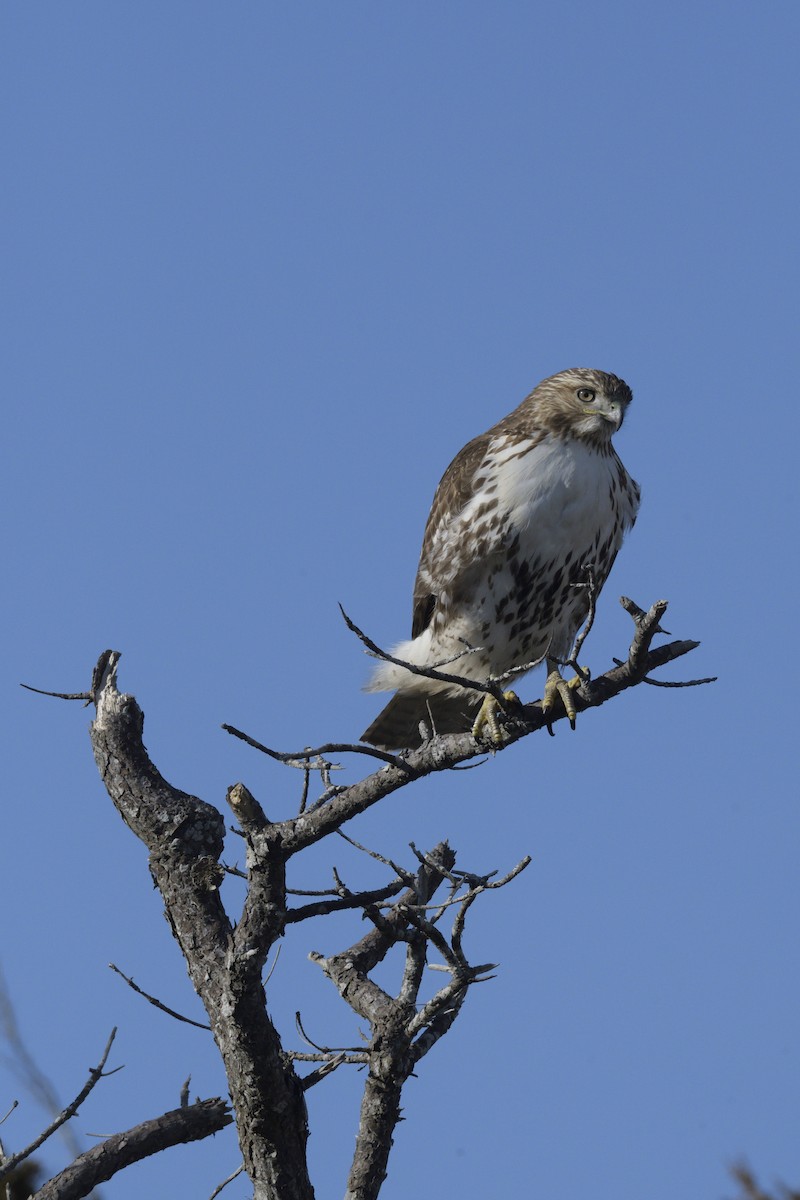 Red-tailed Hawk - ML612689412