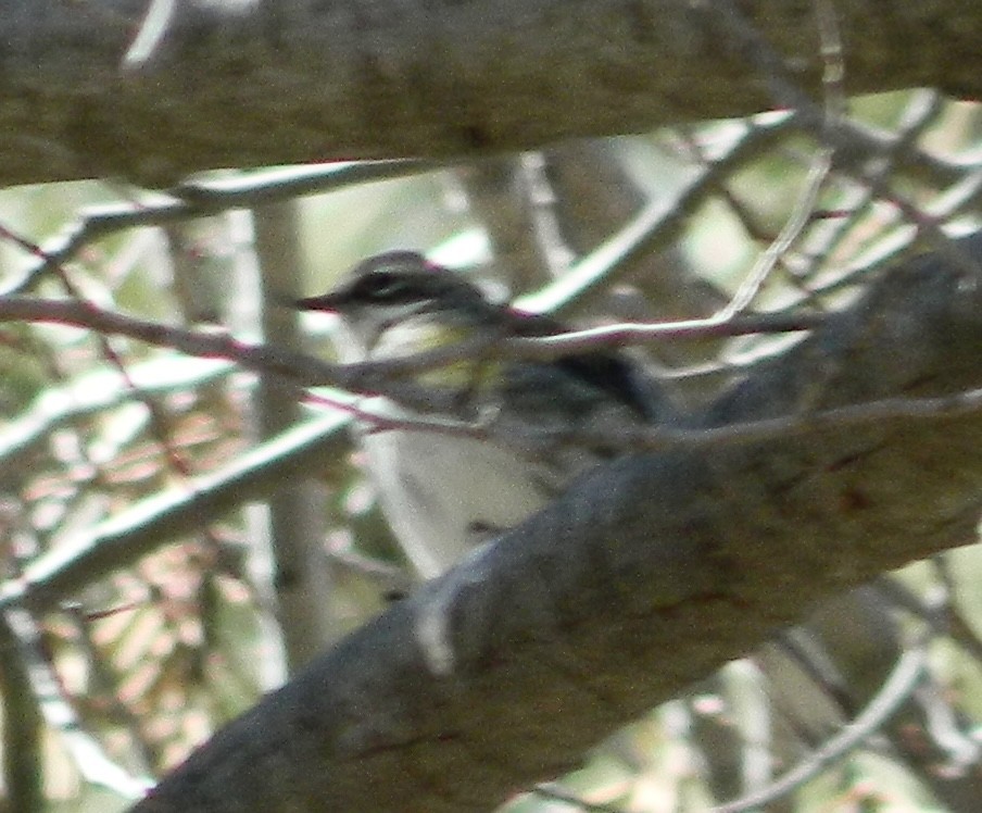 Yellow-rumped Warbler (Myrtle) - ML612689439