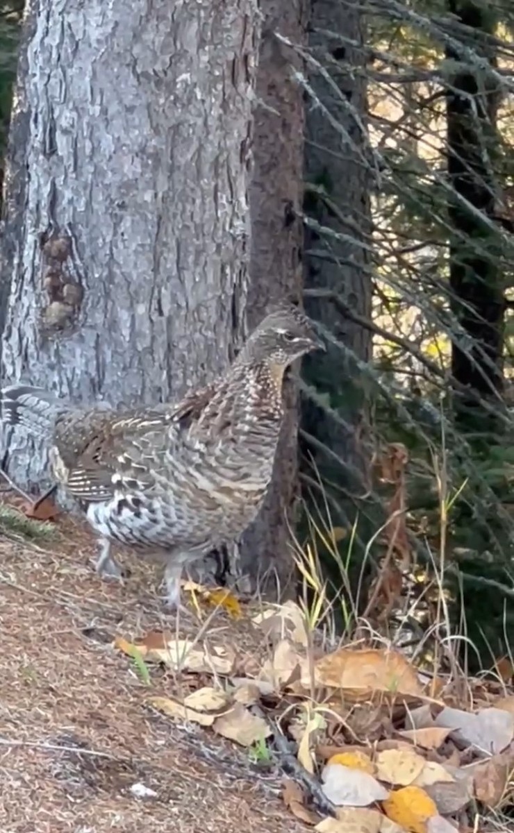 Ruffed Grouse - Anonymous