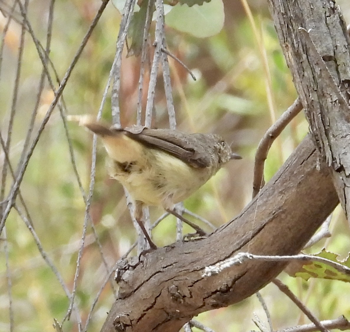 Buff-rumped Thornbill - ML612689505