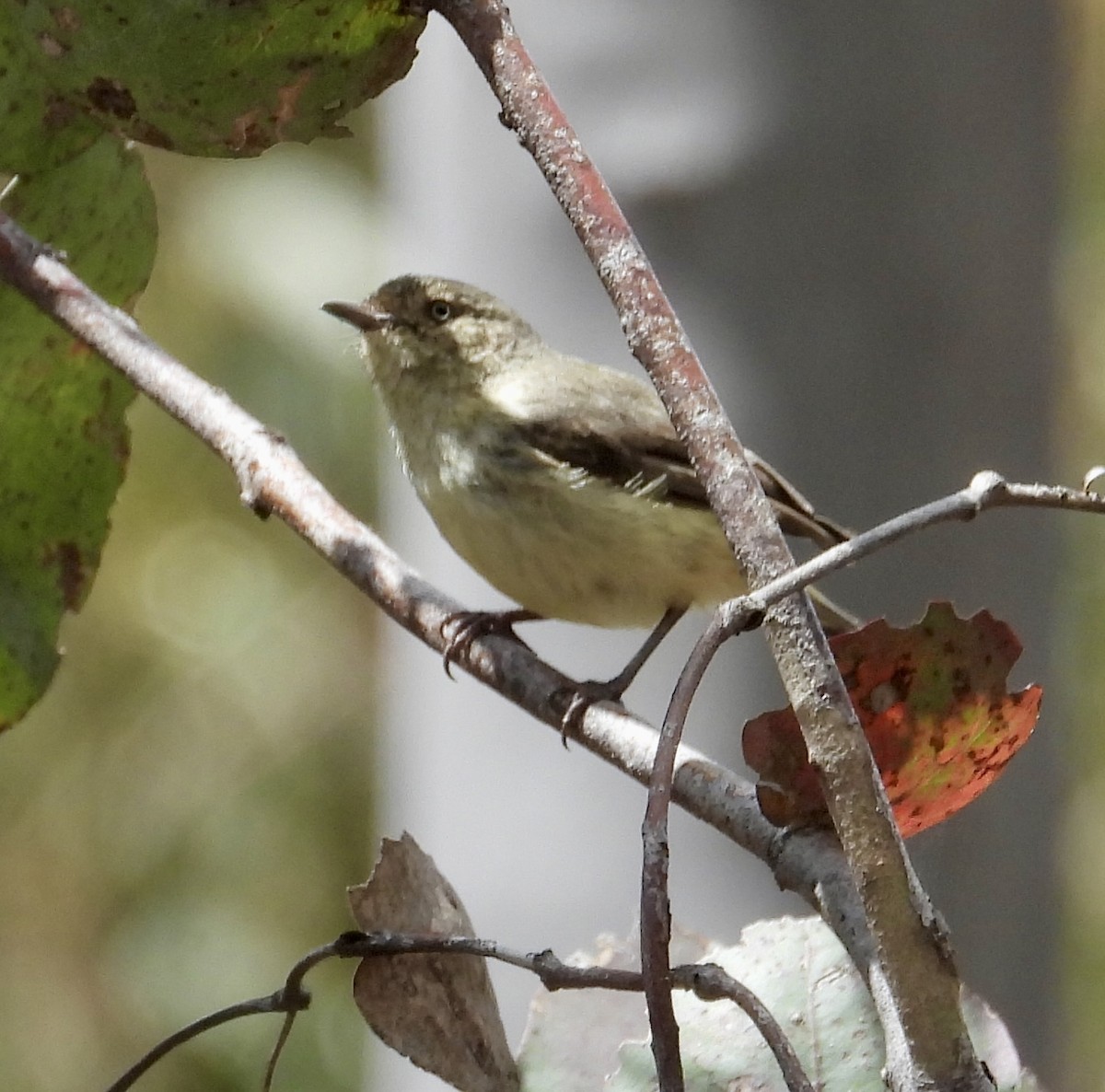 Buff-rumped Thornbill - ML612689507