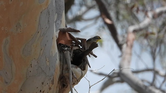 Pardalote à point jaune - ML612689521