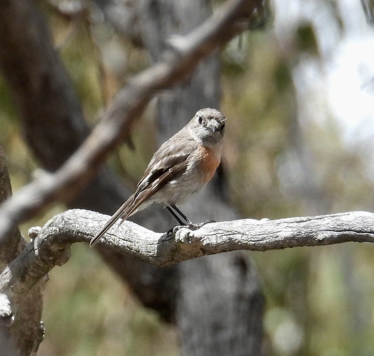 Scarlet Robin - ML612689534