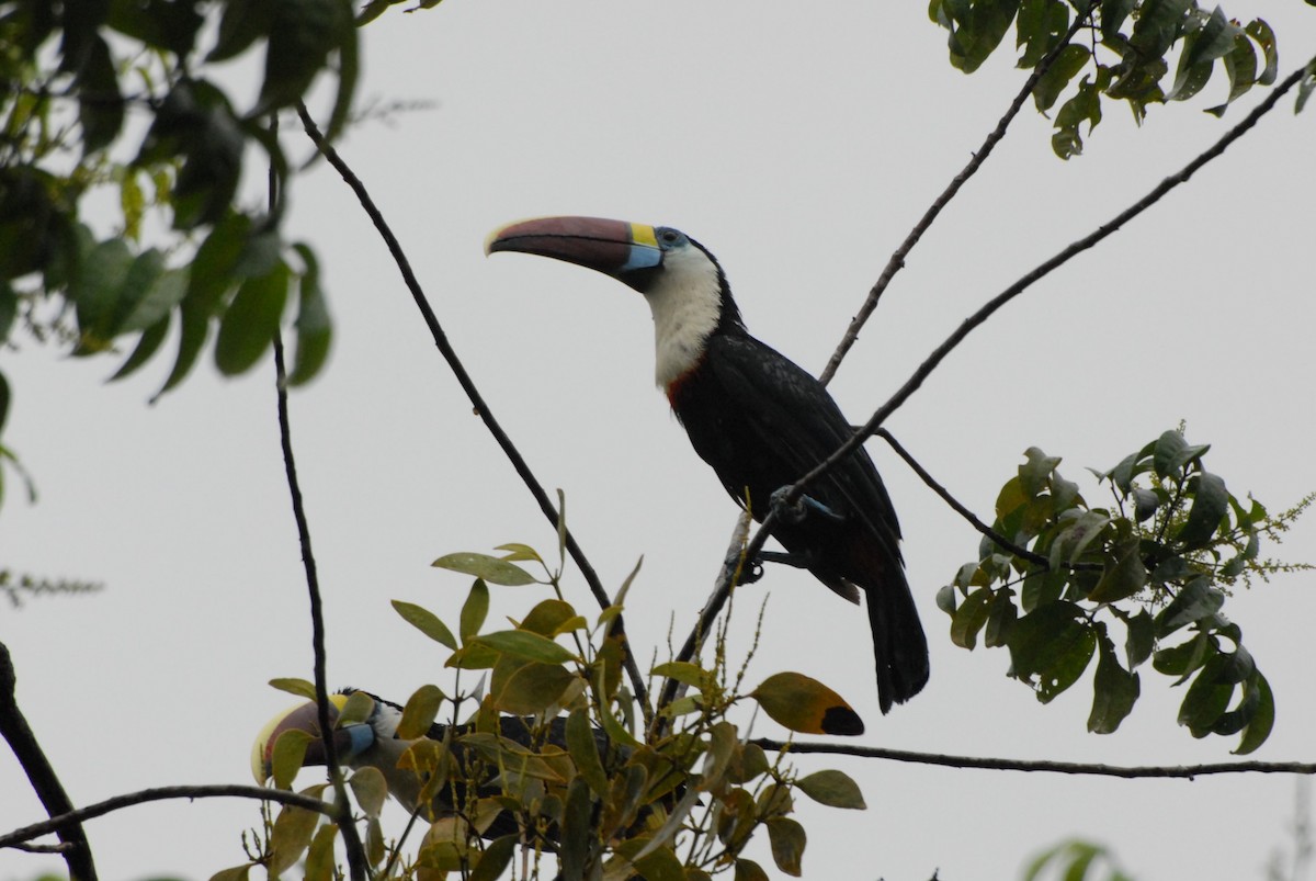 White-throated Toucan - ML612689550