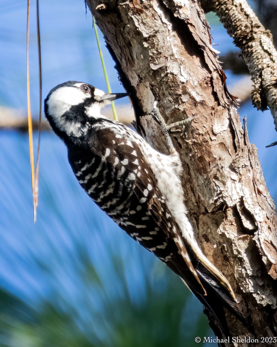 Red-cockaded Woodpecker - Michael Sheldon