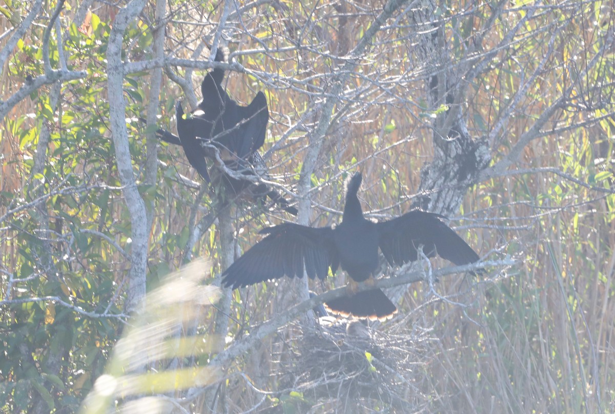 Anhinga d'Amérique - ML612689581