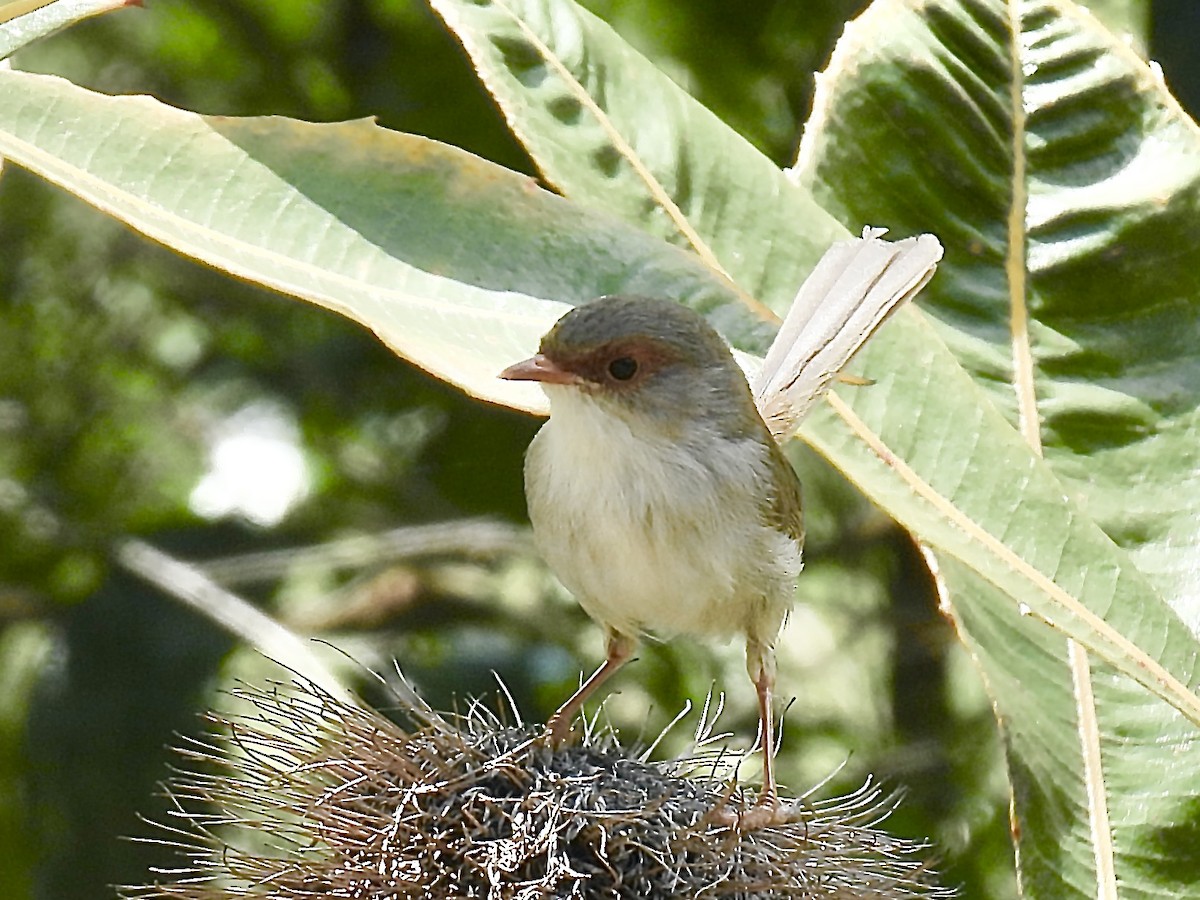 Superb Fairywren - ML612689631