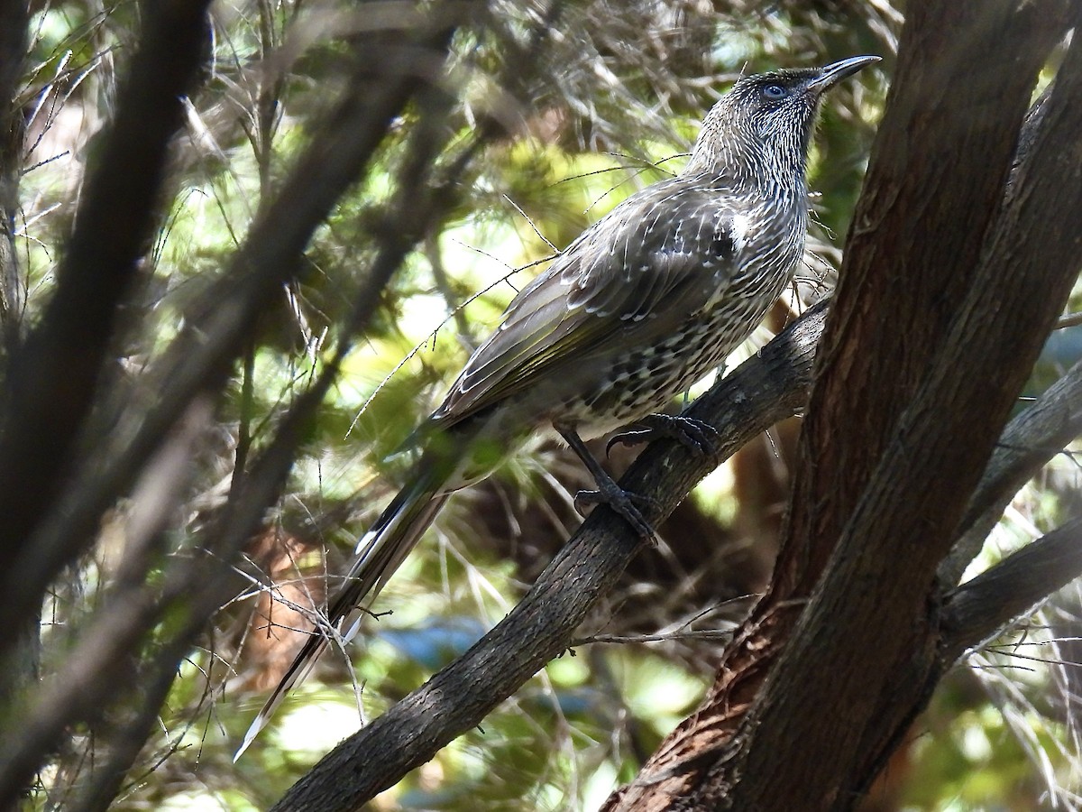 Little Wattlebird - ML612689657