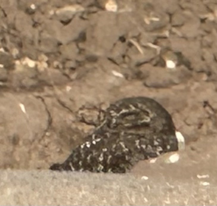 Burrowing Owl - ML612689787