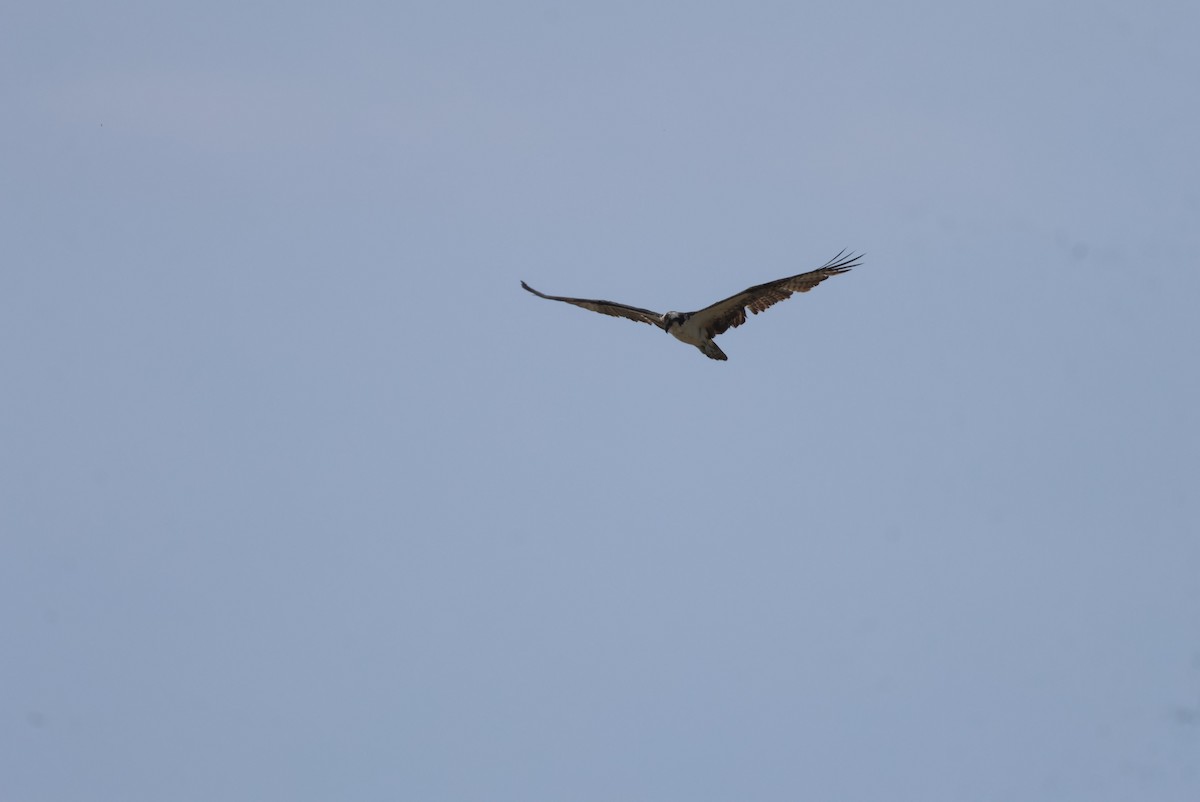 Osprey - Jorge Alcalá