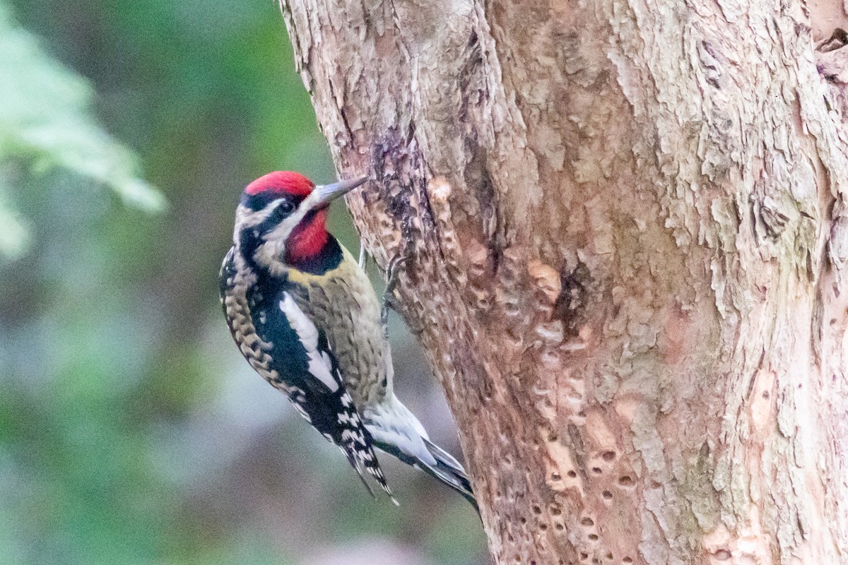 Yellow-bellied Sapsucker - Kelly Miller