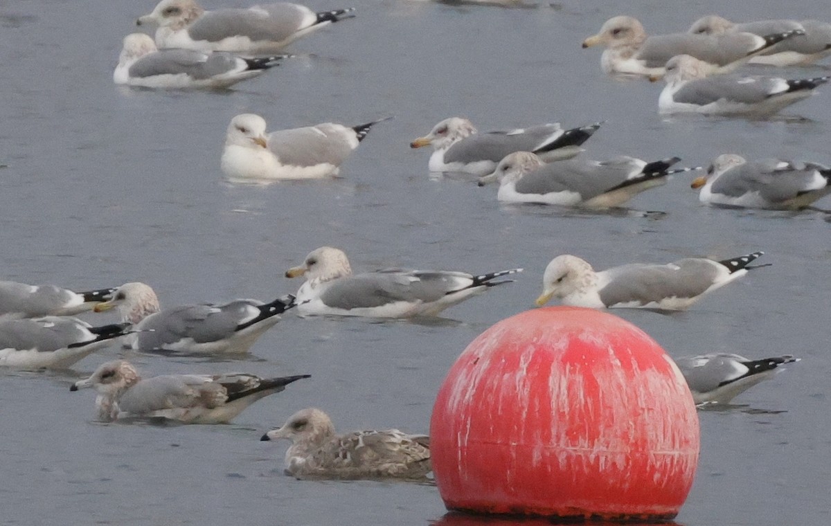 California Gull (albertaensis) - ML612689941