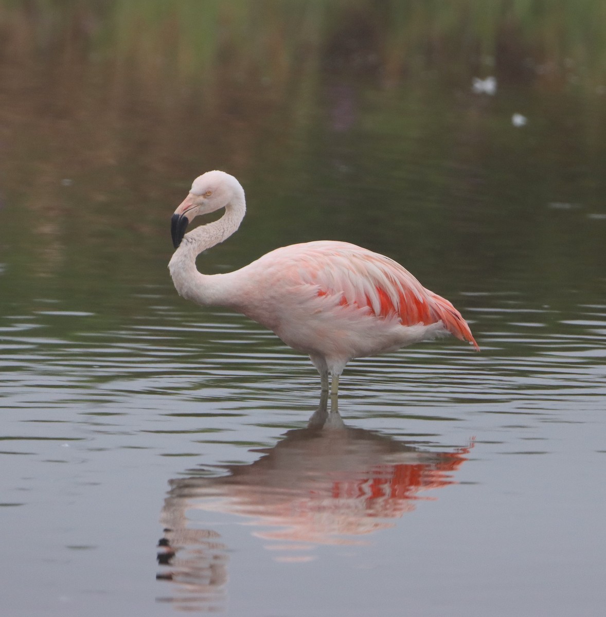 Chilean Flamingo - ML612689942