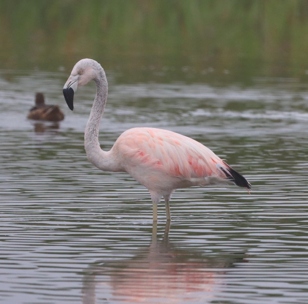 Chilean Flamingo - ML612689984