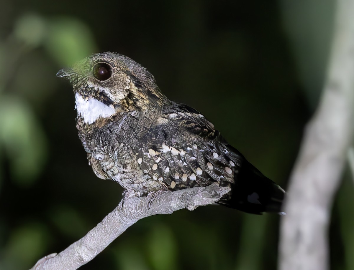 Little Nightjar - ML612689995