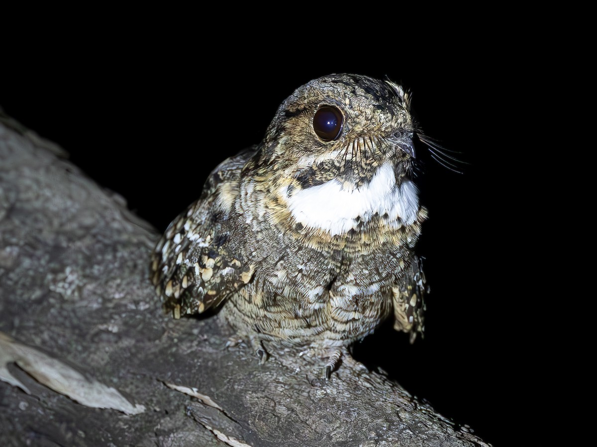 Little Nightjar - ML612689996