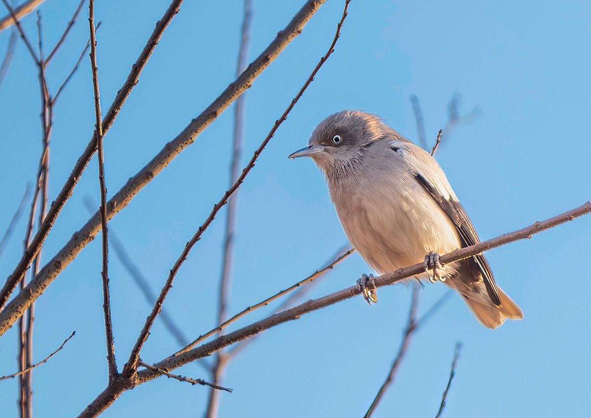 White-shouldered Starling - 浙江 重要鸟讯汇整