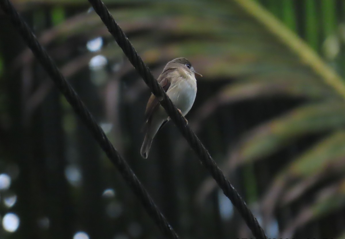 Asian Brown Flycatcher - ML612690038